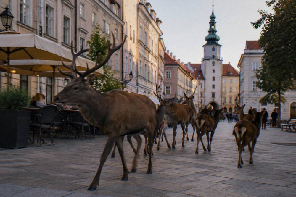 A stag group walking together through Hviezdoslavovo námestie in the evening