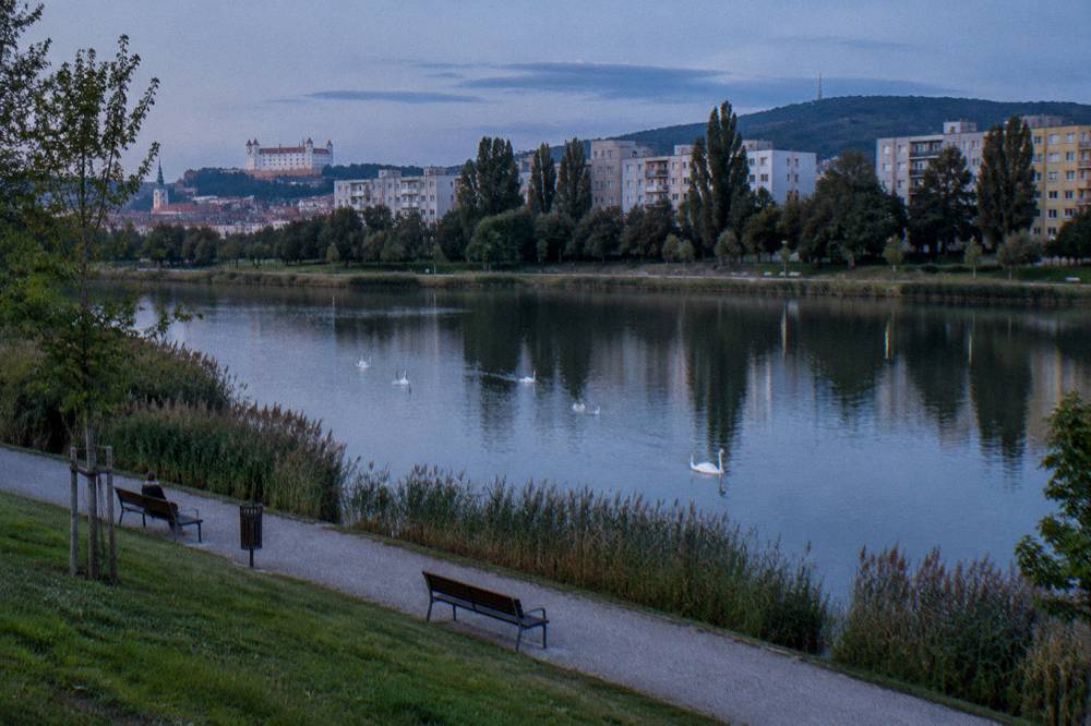 Swans on a small lake with a walking path and benches along the bank