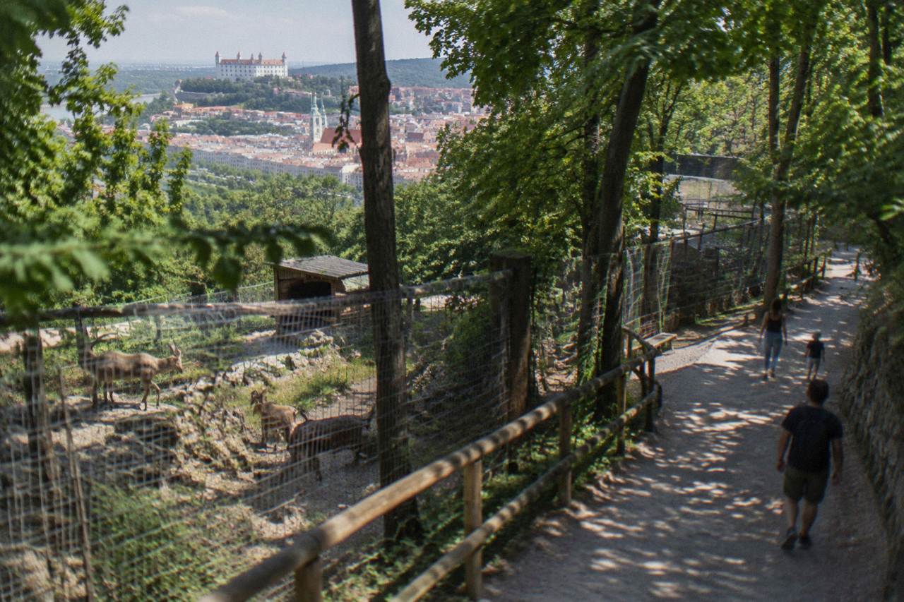Zoo path with trees, Bratislava