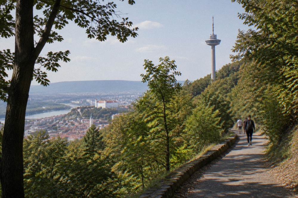 A paved path climbing through dense forest toward a hilltop