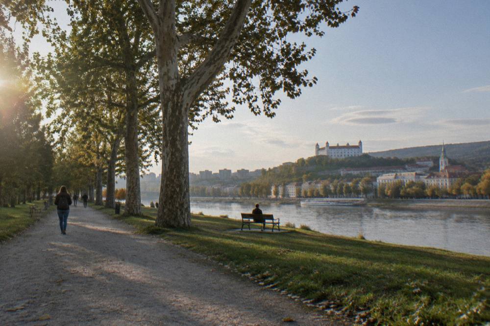 A park pathway lined with mature trees beside the Danube