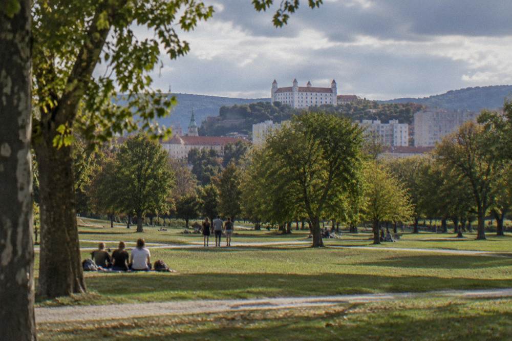 An open grassy clearing in a city park with scattered trees