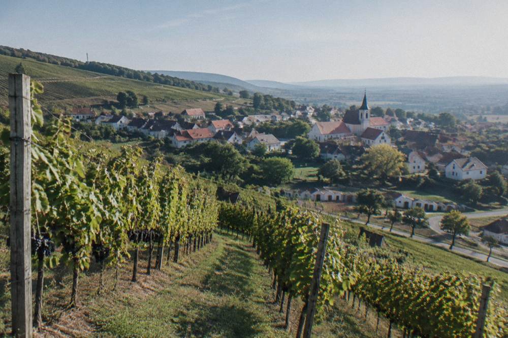 Vineyard rows on green hills above a small town
