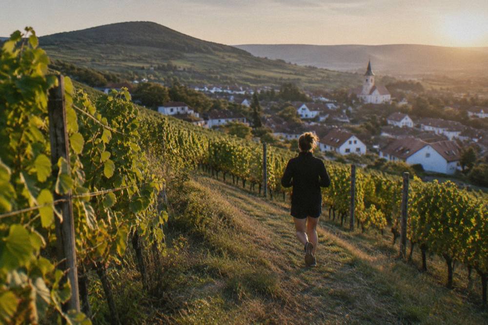 Vineyard rows on a hillside in the Small Carpathians near Modra