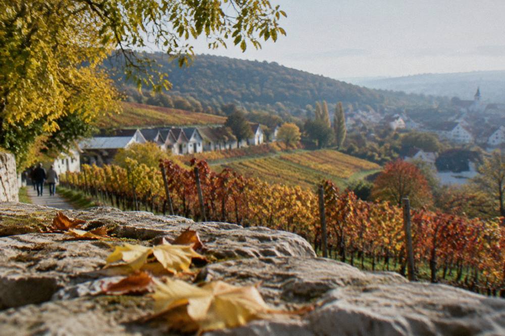 Autumn vineyards with red and yellow leaves below a forested ridge in the Small Carpathians
