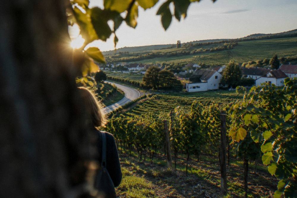A road winding through rolling countryside with vineyards on low hills