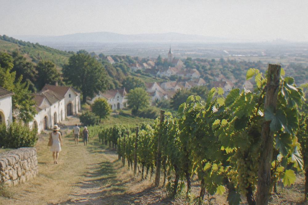 Vineyard rows in late summer with grapes on the vines
