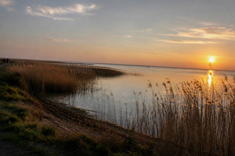 Golden evening light over calm water with reed silhouettes along the shore