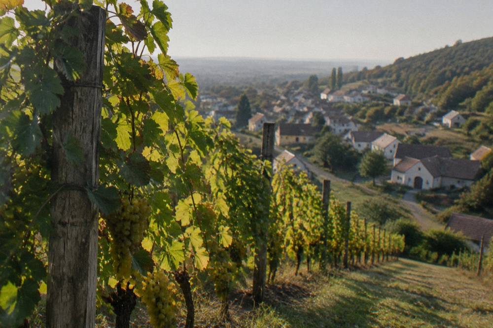 Vineyard slope with wooden posts at golden hour