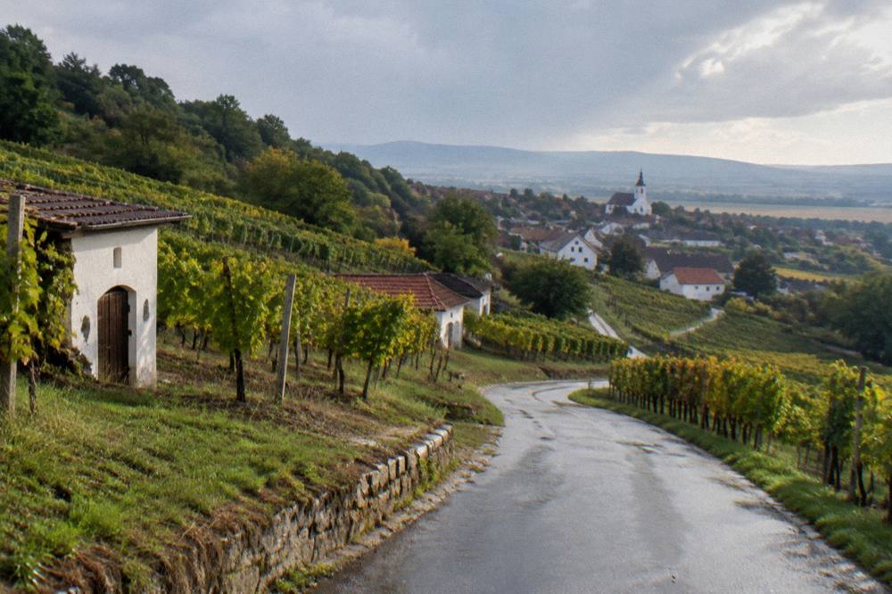 A country road winding between vineyards and wooded hills