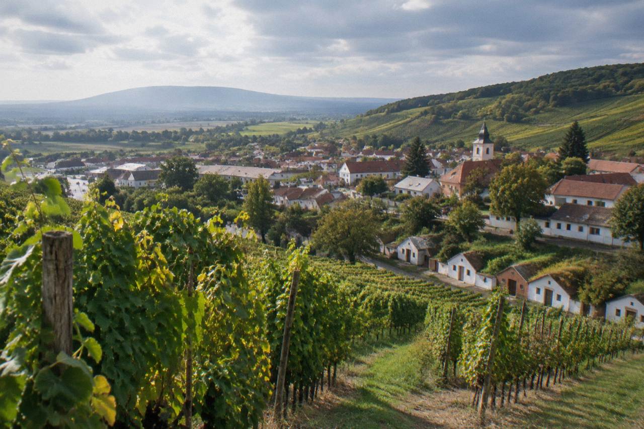 Vineyard rows on a hillside