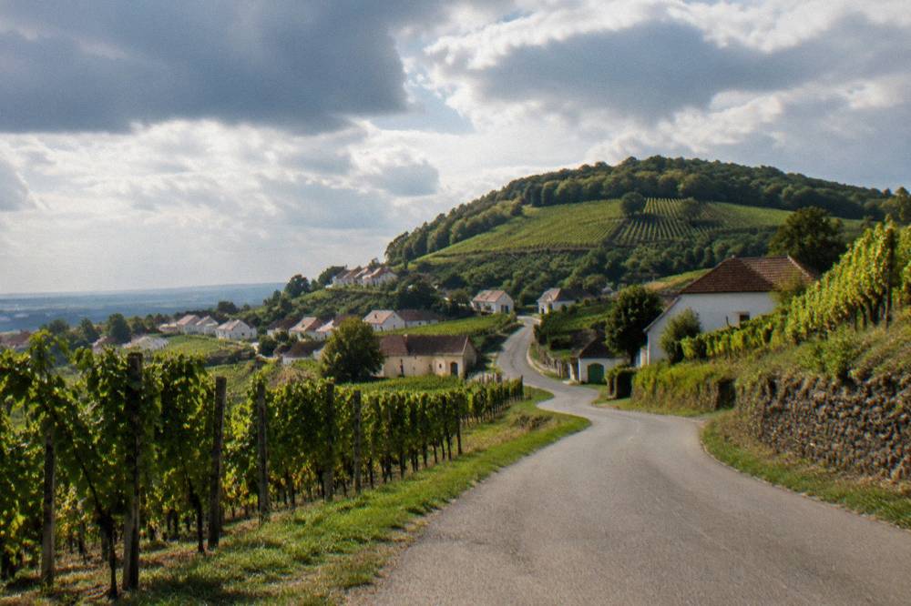 A road winding through green hills with vineyards on both sides