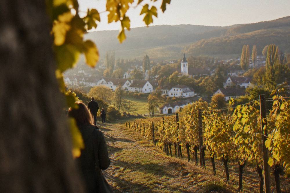 Autumn vineyard hills with rows of vines turning yellow