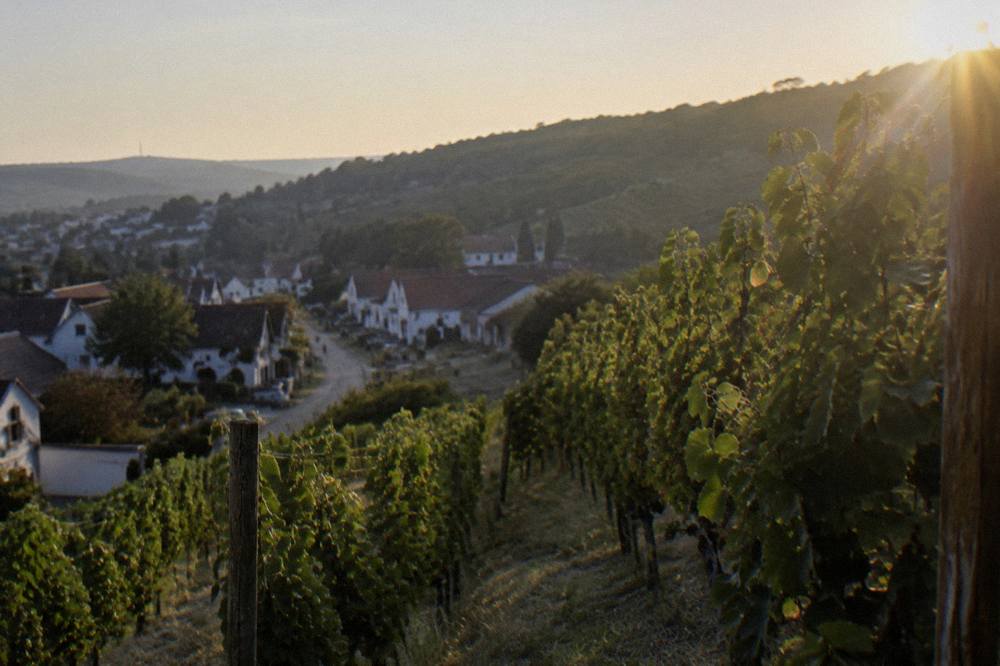 Vineyard rows on hills above a Small Carpathians wine village