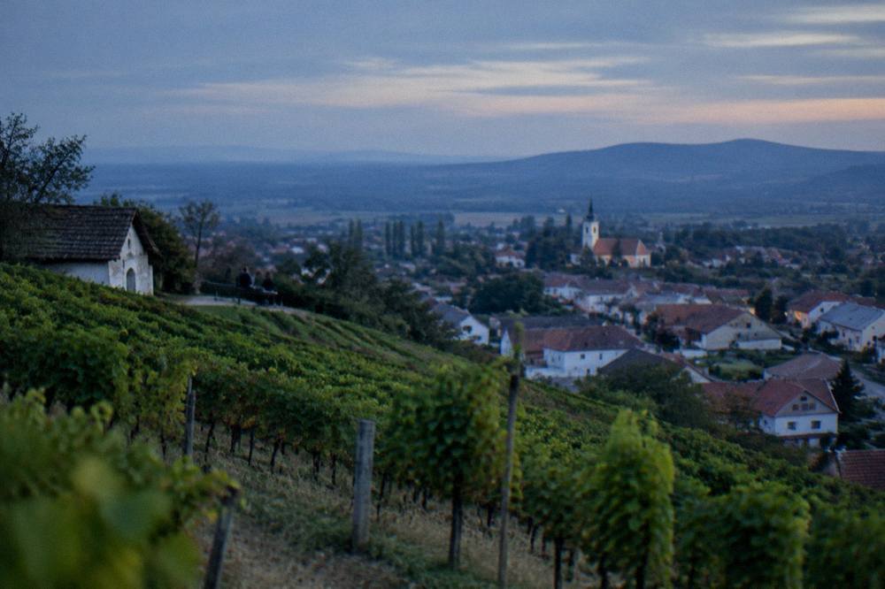 Vineyard hillside with a small town below in the Small Carpathians