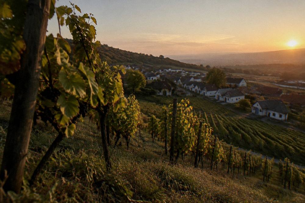 Vineyard rows on a hillside in the Small Carpathians near Bratislava