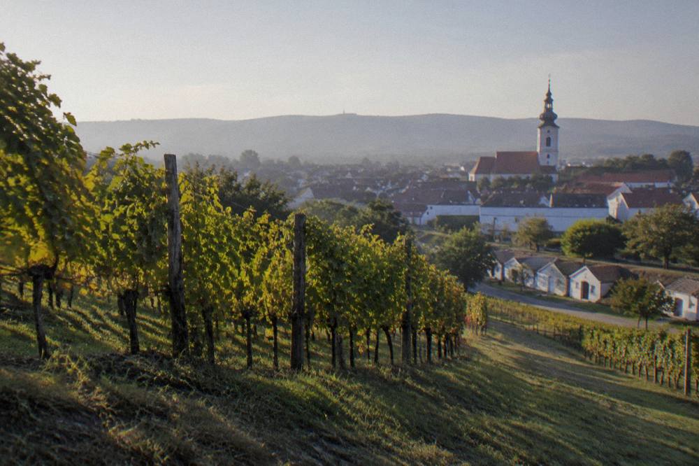 Rows of grapevines on low hills with a village church tower behind them