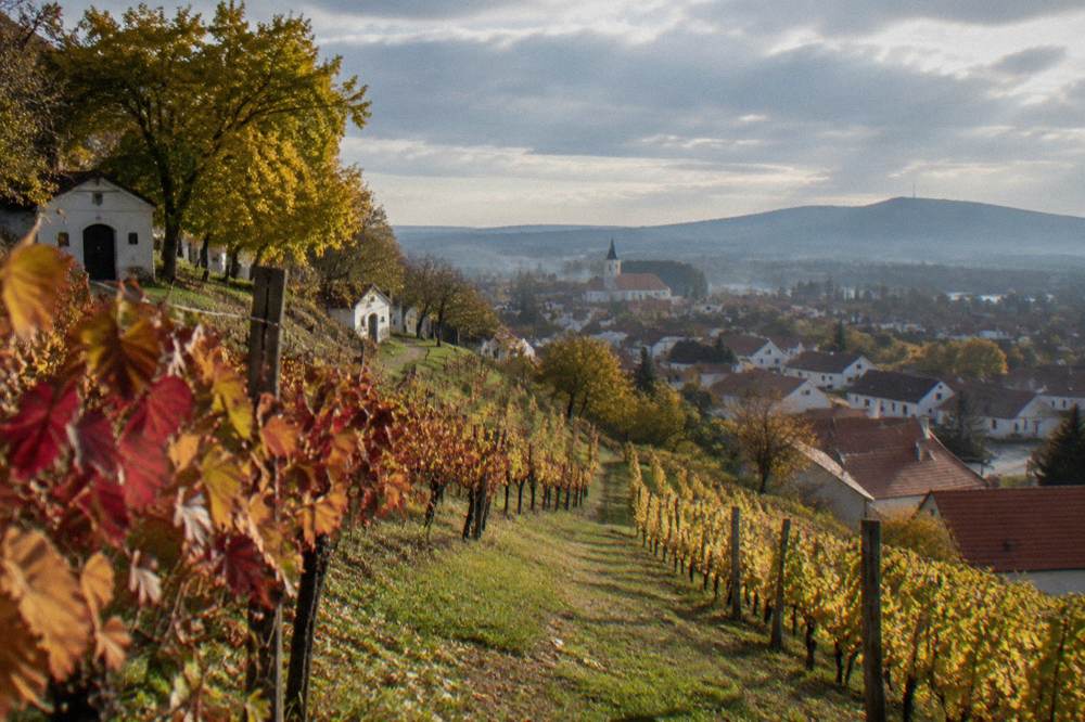 Autumn vines with red and yellow leaves on a hillside above a village