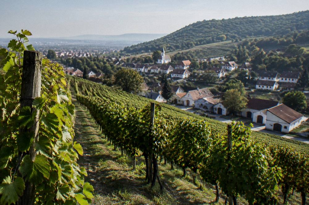 Vineyard rows on a Small Carpathians hillside above a wine village