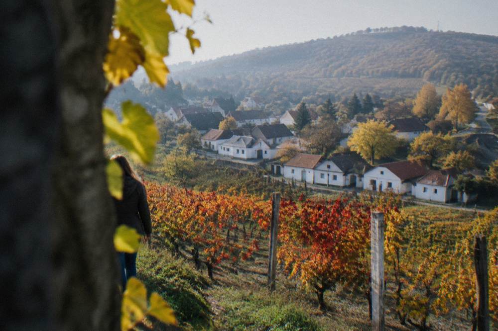 Autumn vines with red and gold leaves on a hillside above a village