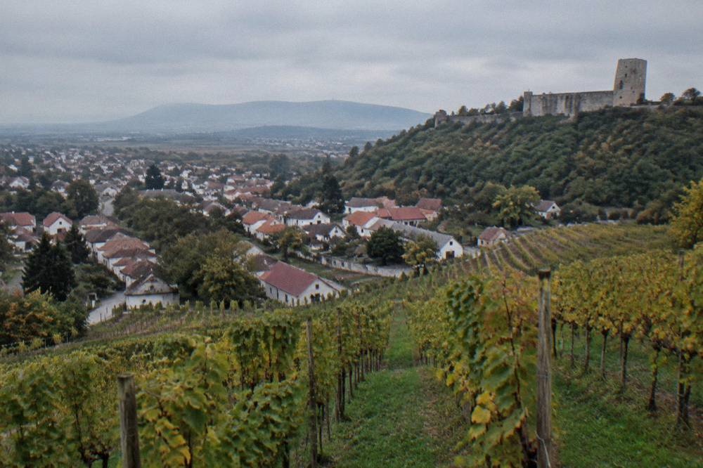 A stone castle wall rising above green woodland in the wine hills