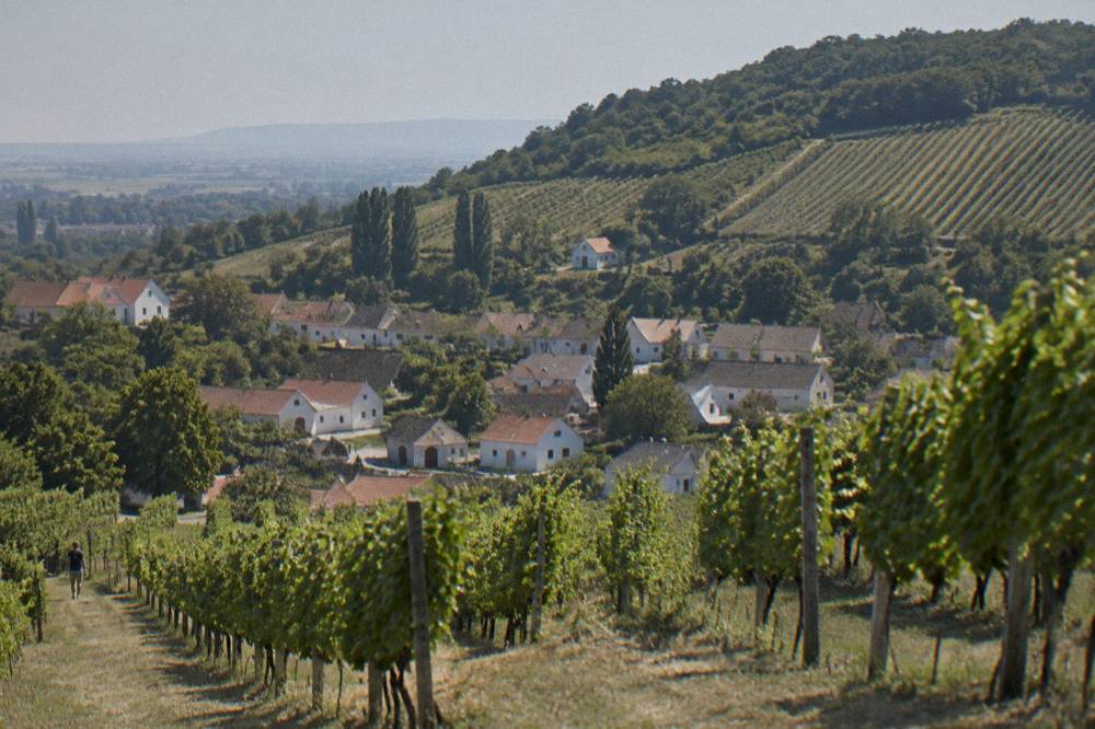Vineyard rows climbing a hill above a small Slovak wine village